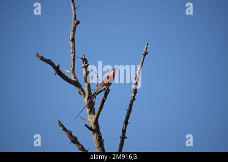 I mangiatori di api mostrano colori vividi. Rapido, spesso in gruppi e raramente ancora a lungo, ma spesso ritorna allo stesso punto di vista. Foto Stock