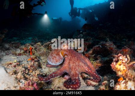 Bellissimo polipo amichevole grande riposante sulla barriera corallina, foto scattata in Maldive, Kudarah thila, Oceano Indiano. Foto Stock