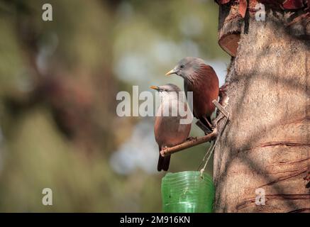 Starling uccelli bere succo di palma data da albero di palma data. Foto Stock