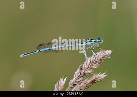 Farfalla bianca damselfly seduta su erba asciutta. Vista laterale, primo piano. Sfondo verde naturale sfocato. Genere Platycnemis pennipes. Dubnica, Slovacchia. Foto Stock