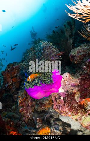 Anemone rosa e pesce pagliaccio Nemo, subacqueo e sole foto trovare fotografia subacquea nemo Foto Stock