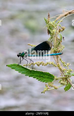 Demoiselle a banchetto, Calopteryx splendente damselfly seduto su una foglia d'ortica. Vicino al fiume. Sopra l'acqua. Vista laterale, primo piano. Trencin, Slovacchia. Foto Stock