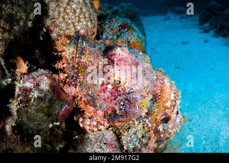 Gli Scorpaenidae, noti anche come scorpionfani, sono una delle specie più velenose del mondo. gli scorfani hanno un tipo di 'sting' con muco velenoso Foto Stock