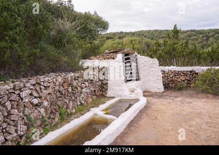 Es Grau bere luogo per il bestiame riserva naturale del parco s'Albufera des Grau, Minorca, isole Baleari, Span. Foto Stock