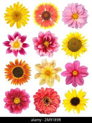 Un set di fiori estivi diversi su bianco Foto Stock