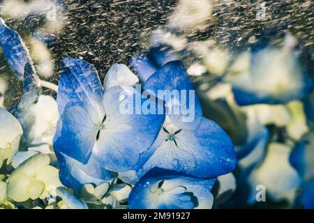 Bella hydrangea blu fiori sotto gocce di pioggia primo piano Foto Stock