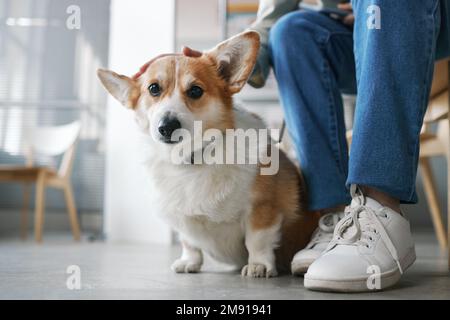 Primo piano di carino animale domestico seduto da gambe del suo proprietario indossando jeans blu e gommose bianche, mentre in attesa di veterinario nelle cliniche Foto Stock