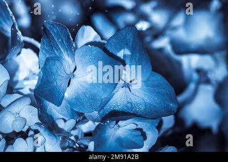 Bella idrangea blu fiori sotto gocce di macro pioggia Foto Stock