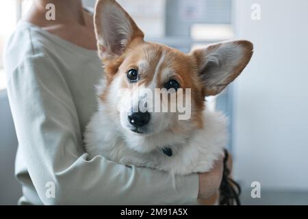 Carino peloso gallese pembroke corgi cane guardando la macchina fotografica mentre giovane donna proprietario tenendolo sulle mani e in attesa di veterinario Foto Stock