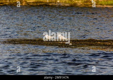 Terna whiskered (Chlidonias ibrida) nel fiume Nilo, Egitto Foto Stock