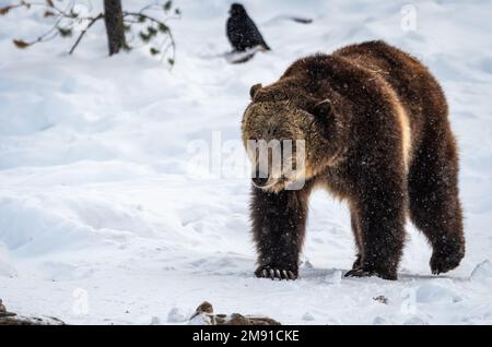 Orso al Yellowstone Bear World a West Yellowstone Foto Stock