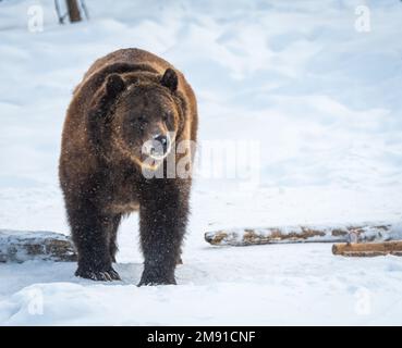 Orso al Yellowstone Bear World a West Yellowstone Foto Stock