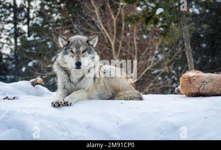 Lupi al Yellowstone Bear World a West Yellowstone Foto Stock
