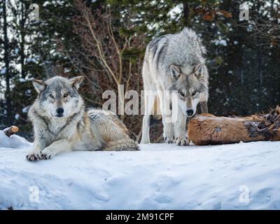Lupi al Yellowstone Bear World a West Yellowstone Foto Stock