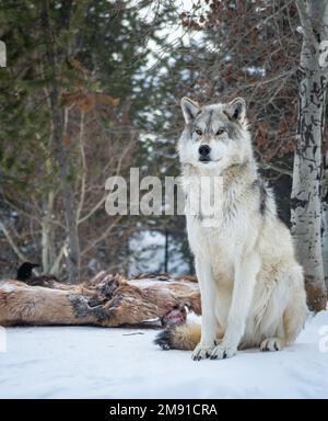 Lupi al Yellowstone Bear World a West Yellowstone Foto Stock