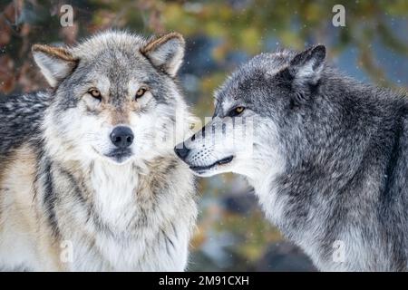 Lupi al Yellowstone Bear World a West Yellowstone Foto Stock