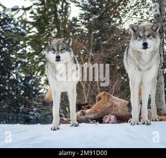 Lupi al Yellowstone Bear World a West Yellowstone Foto Stock