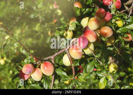 Prugne biologiche che maturano sull'albero nel giardino. Foto Stock