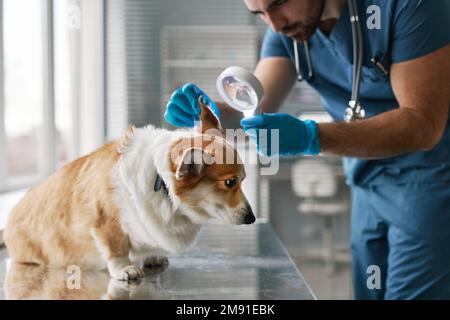 Giovane veterinario in guanti e uniforme piegatura su cani malati corgi seduta sul tavolo medico e l'esame animale con lente d'ingrandimento Foto Stock