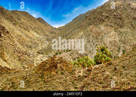 La quarantanove Palms Oasis, una rara sorgente nelle aspre colline rocciose, Joshua Tree National Park, Mojave Desert, California, USA Foto Stock