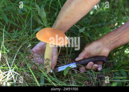 la mano di un uomo taglia un boleto con un coltello nella foresta. Foto Stock