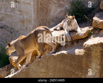 Lionessa (Panthera leo) e il suo cucciolo sulle rocce Foto Stock