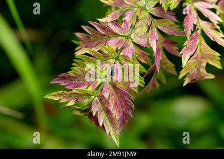 Chaerophyllum hirsutum pianta nota prezzemolo, chervello peloso con il suo colore viola Foto Stock