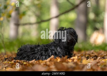 Un cane nero russo Tsvetnaya Bolonka che riposa sul caduto autunno lascia nei boschi con sfondo sfocato Foto Stock