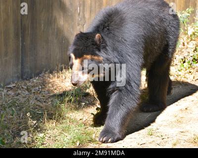 Orso andino (Tremarctos ornatus) conosciuto anche come orso e camminare Foto Stock