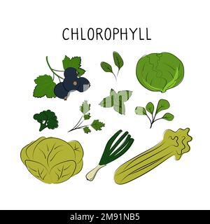 Cibo contenente clorofilla. Gruppi di prodotti sani contenenti vitamine e minerali. Set di frutta, verdura, carne, pesce e latticini. Illustrazione Vettoriale