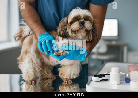 Primo piano del veterinario in guanti e uniforme che esamina zampe e artigli di carino lanuginoso yorkshire terrier in piedi sul tavolo medico nelle cliniche Foto Stock