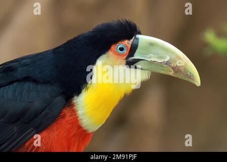 Ritratto toucan (Ramphastos dicolorus) con fattura verde Foto Stock
