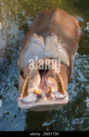 Ippopotamo con bocca aperta sta in acqua Foto Stock