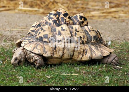 Primo piano di tartaruga leopardo (Stigmochelys pardalis) mangiare di erba Foto Stock