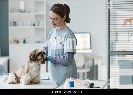 Giovane veterinario bruna femmina in uniforme esame carino cane soffice sul posto di lavoro in spazioso ufficio medico di cliniche moderne di veterinario Foto Stock