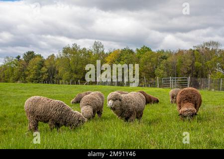 Pecora di Merino in una fattoria del Massachusetts Foto Stock