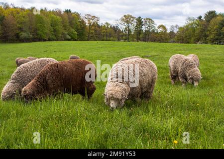 Pecora di Merino in una fattoria del Massachusetts Foto Stock