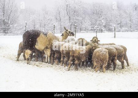 Pecora di Merino in una fattoria del Massachusetts Foto Stock