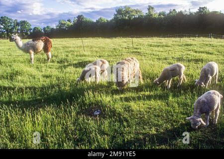 Pecora di Merino in una fattoria del Massachusetts Foto Stock