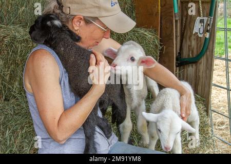 Donna contadina che si prende cura della pecora di Merino Foto Stock