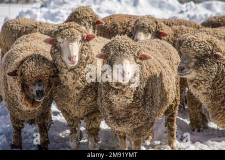 Pecora di Merino in una fattoria del Massachusetts Foto Stock