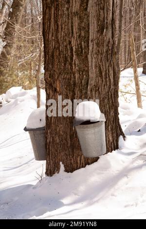 Secchi di sciroppo d'acero sap su un albero d'acero Foto Stock