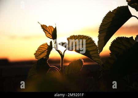 Splendide foglie di gelso che si posano contro il sole dorato del Sud Africa Foto Stock