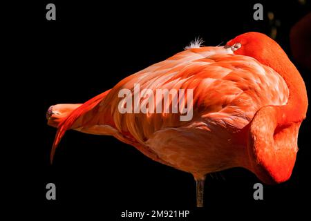 Ciudad De Guatemala, Guatemala. 15th Jan, 2023. Un fenicottero si trova nello Zoo Aurora in Guatemala. Credit: SOPA Images Limited/Alamy Live News Foto Stock