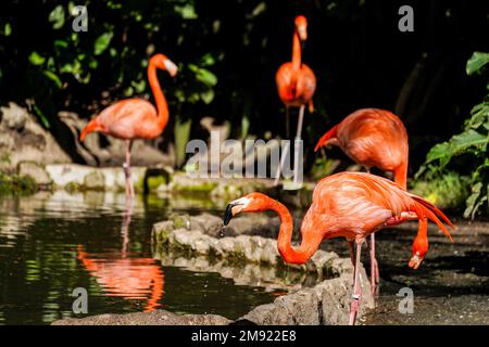 Ciudad De Guatemala, Guatemala. 15th Jan, 2023. Un fenicottero si trova nello Zoo Aurora in Guatemala. (Foto di Camilo Freedman/SOPA Images/Sipa USA) Credit: Sipa USA/Alamy Live News Foto Stock