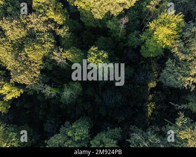 Alberi verdi dall'alto Foto Stock