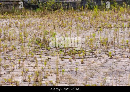 Il vecchio pavimento in cemento trascurato si è sovrascolato di erba e vegetazione in una giornata di sole. Foto Stock