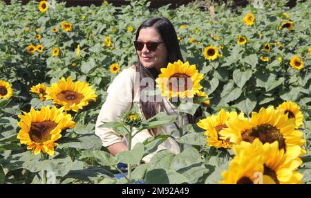 Donna adulta latina con occhiali da sole cammina attraverso un campo di girasoli dimentica i suoi problemi pieni di felicità in pienezza, con tranquillità, relax Foto Stock