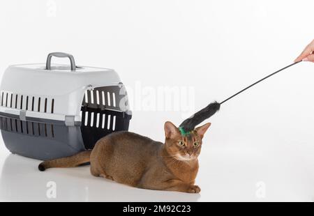 Gatto Abissiniano Ritratto. Isolato su sfondo bianco Foto Stock