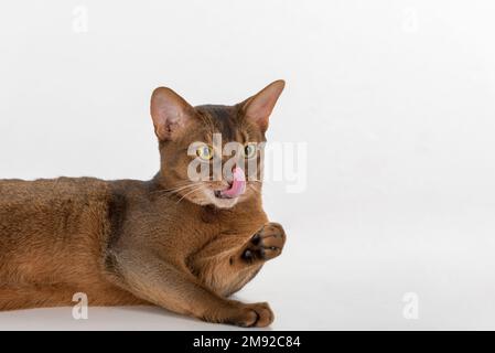 Gatto Abissiniano Ritratto. Isolato su sfondo bianco Foto Stock